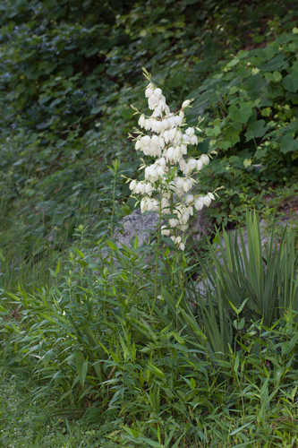 Yucca flaccida #4